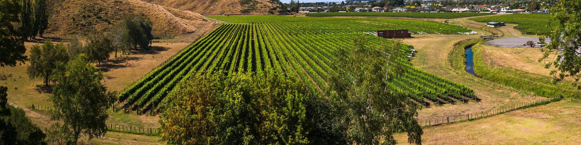 Vineyards at Mission Estate Winery, Napier, Hawkes Bay Region, North Island, New Zealand