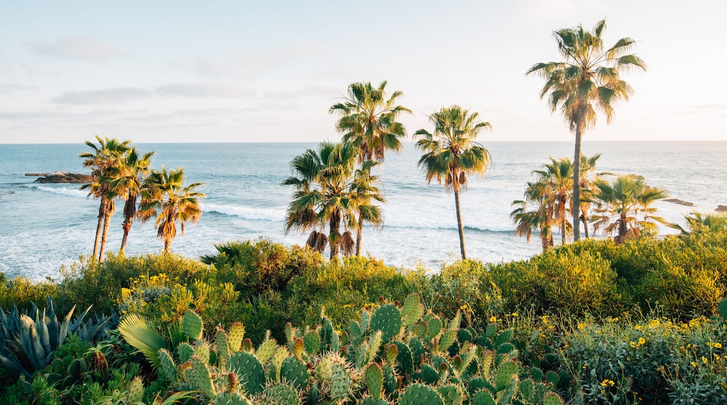 Cactus and palm trees at Heisler Park, in Laguna Beach, Orange County, California