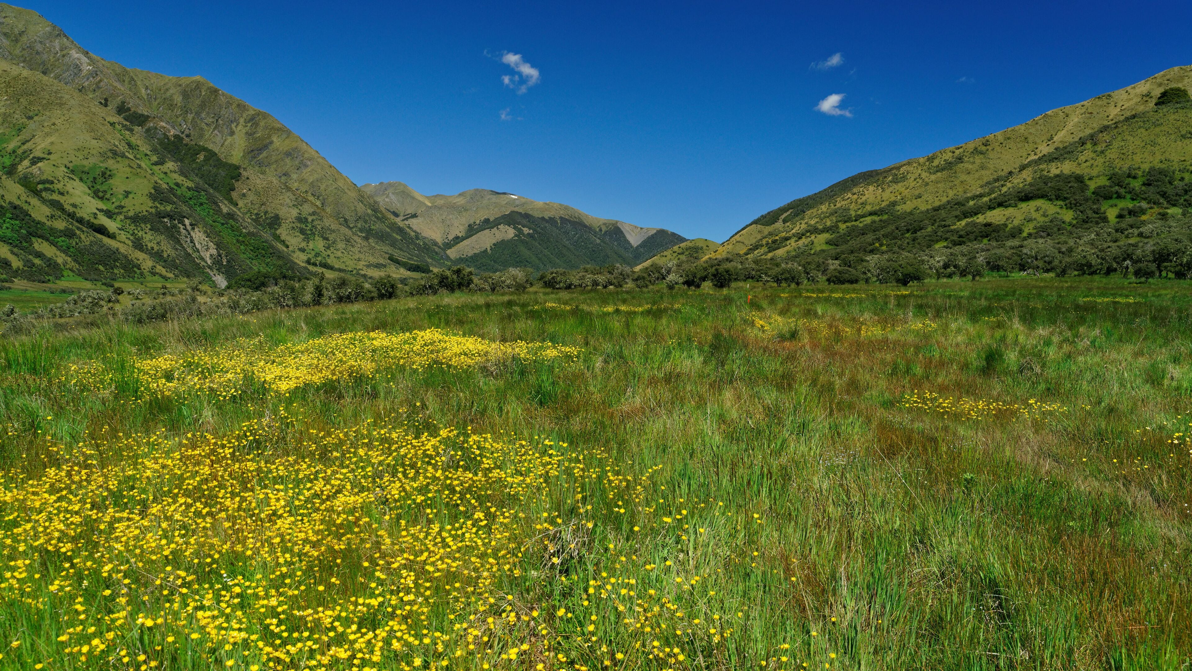 Field of buttercups, St James Walkway, Lewis Pass, New Zealand.