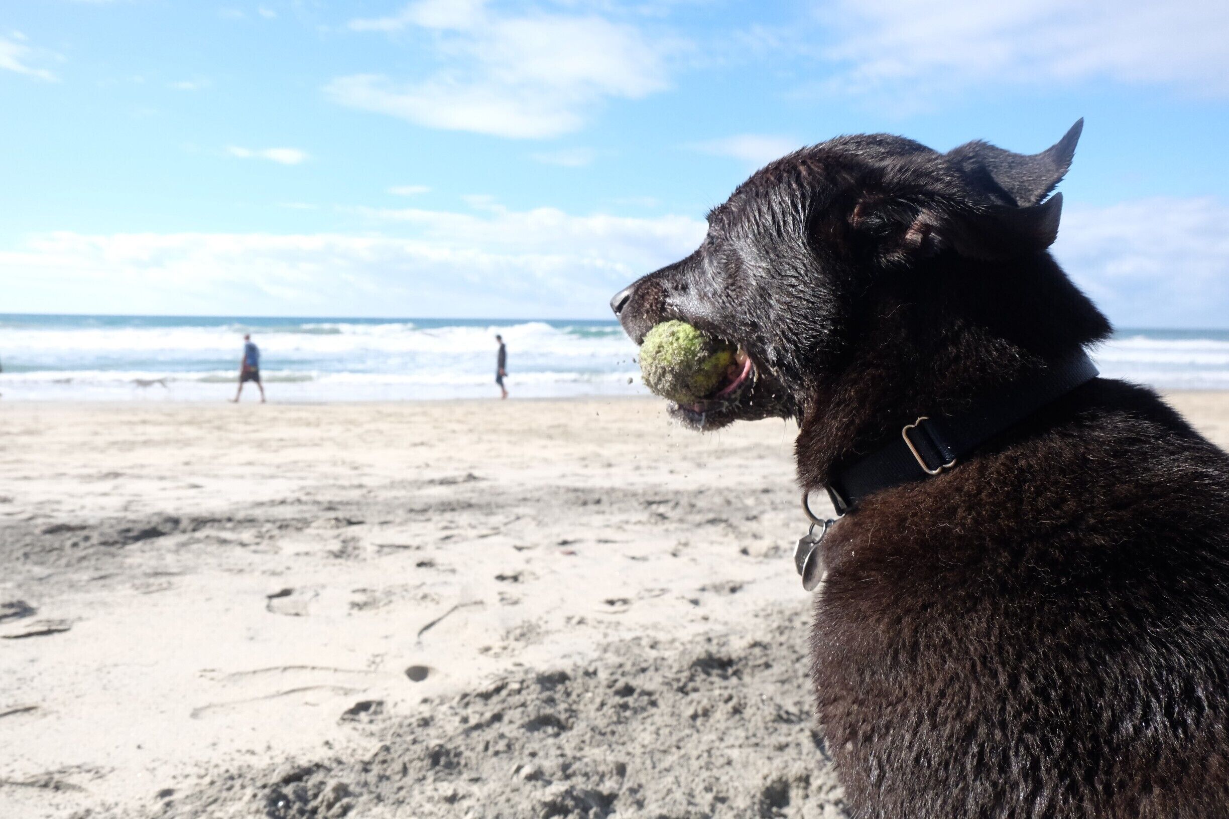 Dog paradise at the south Solana #beach