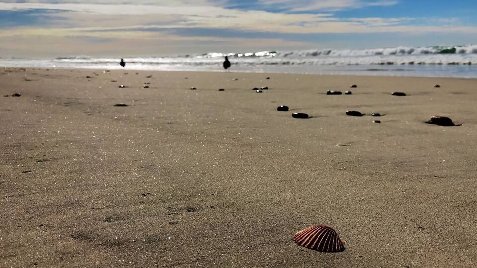 Lots of interesting things to find while beach combing.
#lifeatexpedia