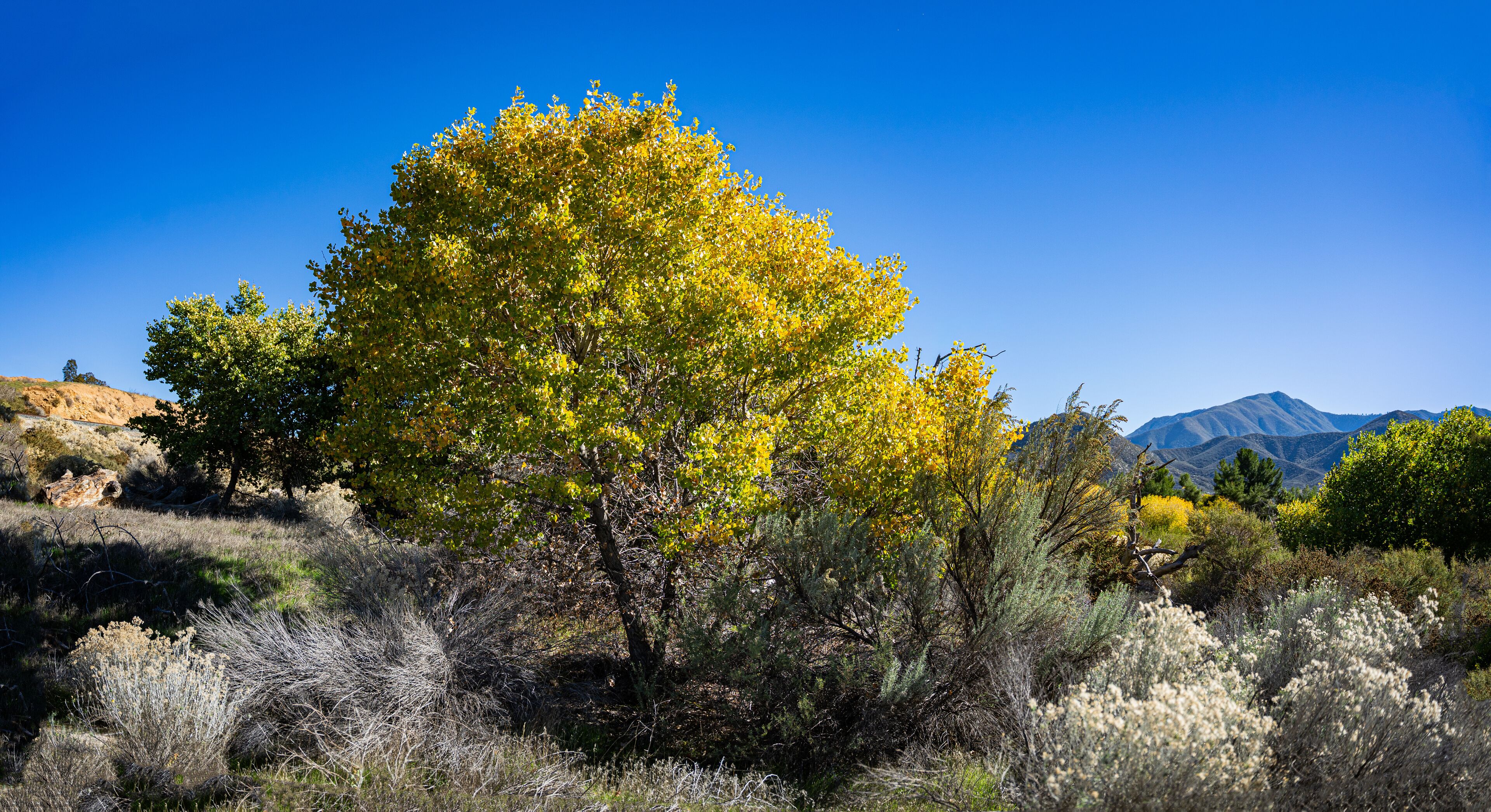 Cottonwoods Along Soledad Dry Wash in California