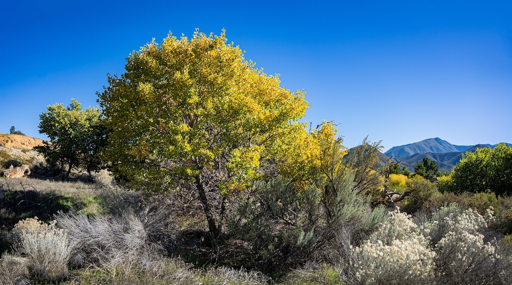 Cottonwoods Along Soledad Dry Wash in California