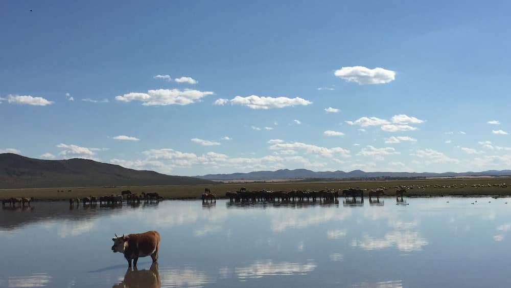 Tranquil reflection, life of a cow #LifeAtExpedia