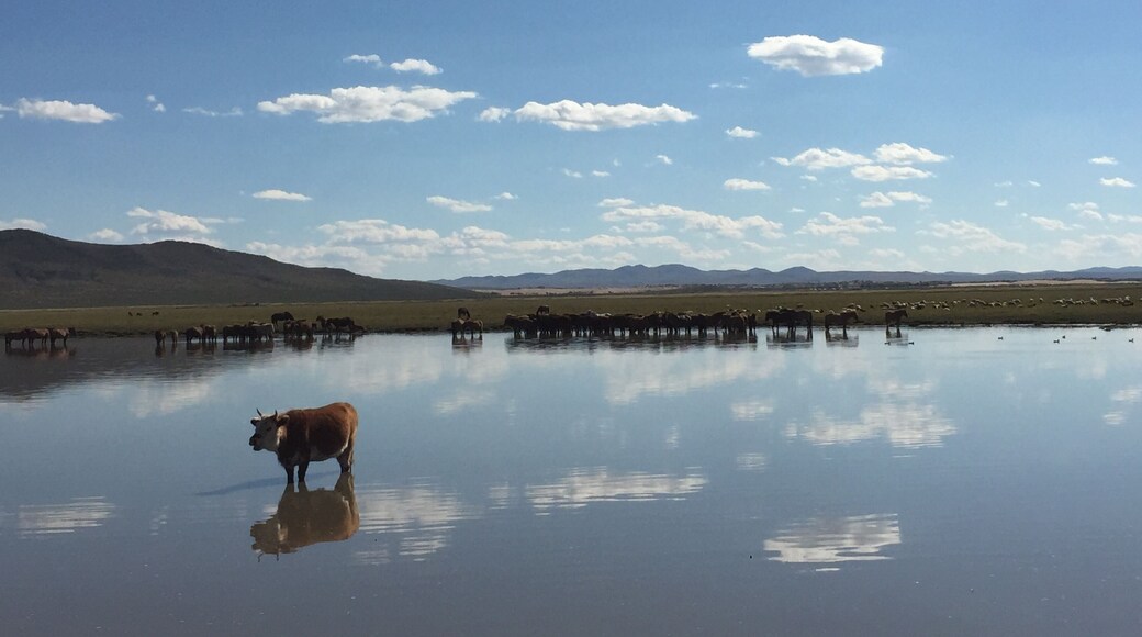 Tranquil reflection, life of a cow #LifeAtExpedia