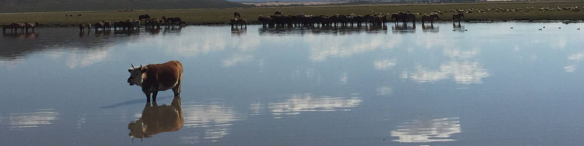 Tranquil reflection, life of a cow #LifeAtExpedia