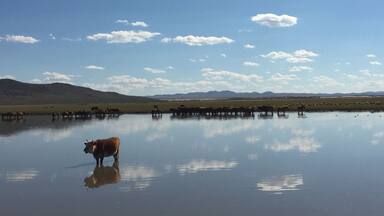 Tranquil reflection, life of a cow #LifeAtExpedia