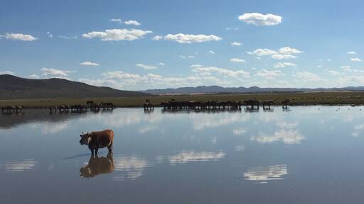 Tranquil reflection, life of a cow #LifeAtExpedia