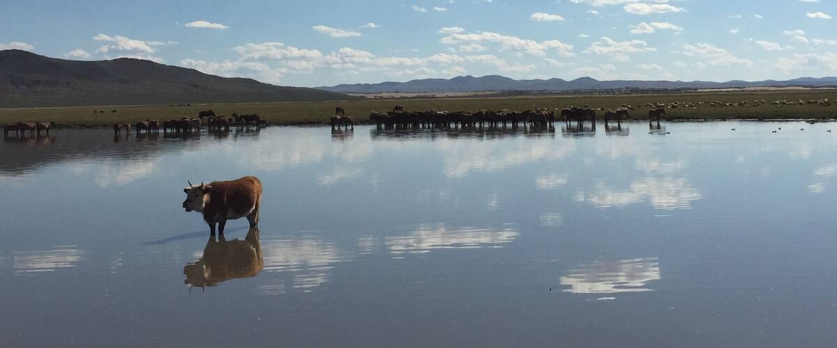 A cow standing in a calm body of water with mountains in the background.