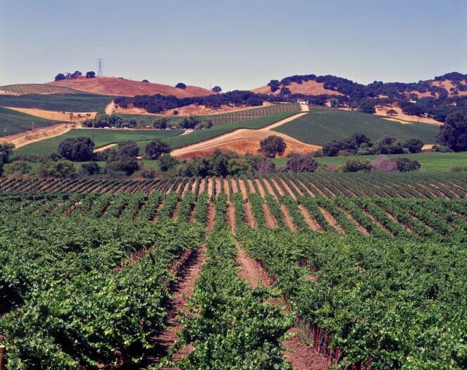 USA, California, Sonoma, vineyards