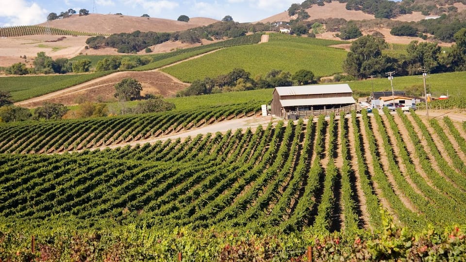 A vineyard with rows of grapevines and a barn in the background.
