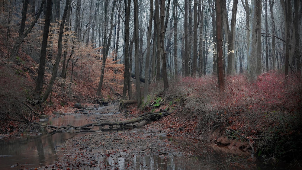 Une forêt avec un ruisseau, des feuilles d’automne et des arbres sans feuilles.