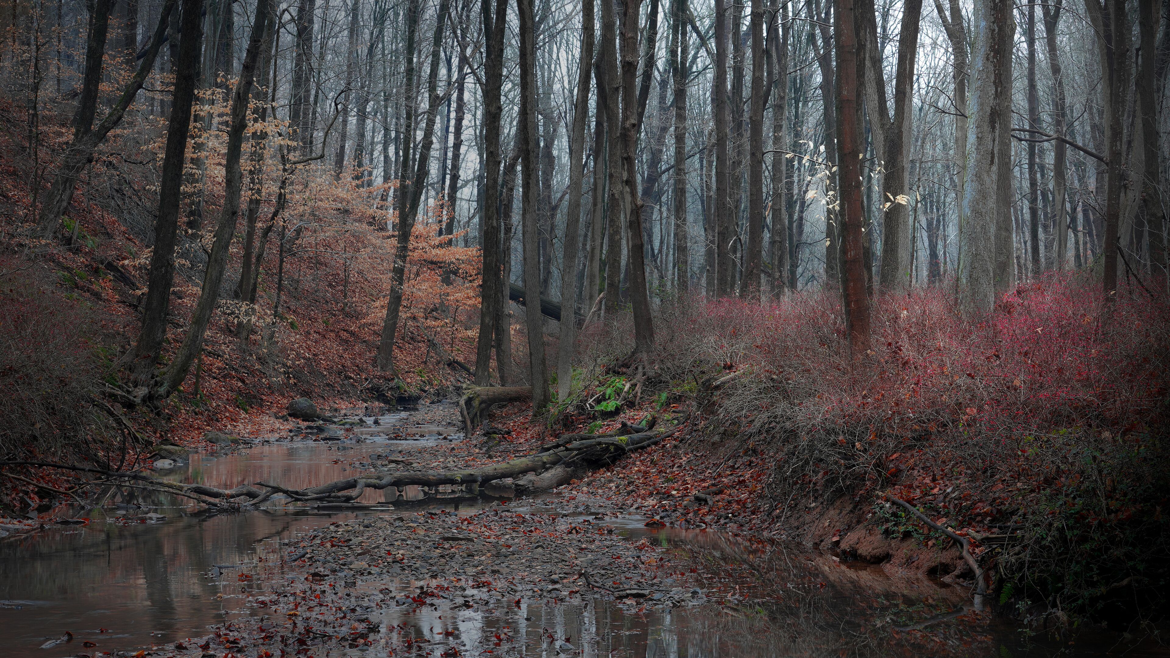 A forest with a stream, autumn leaves, and bare trees.