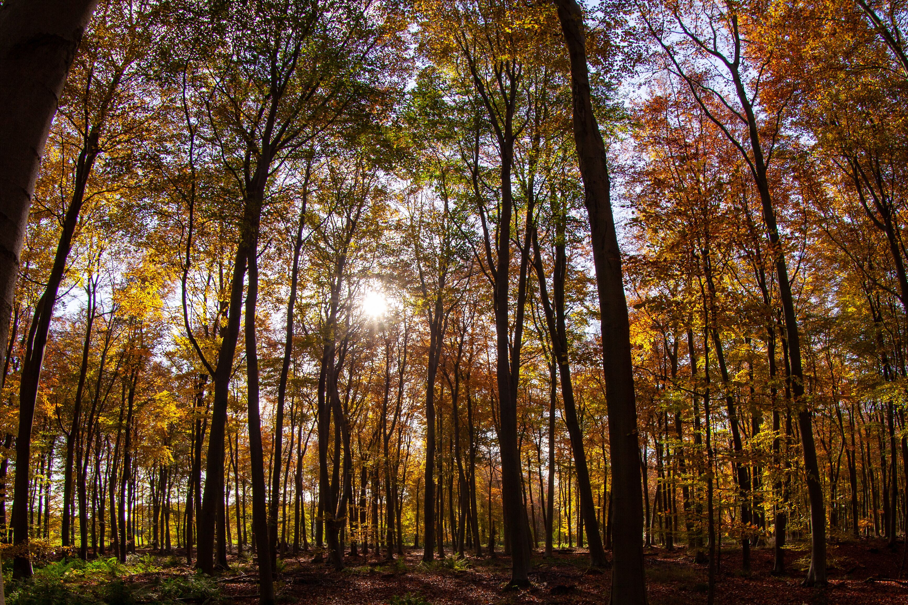 Trees in Blackwood Foresst