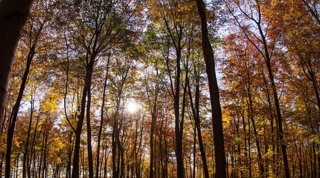 Trees in Blackwood Foresst
