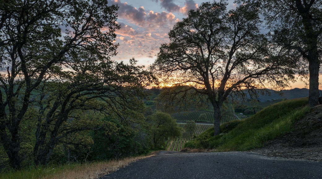 Sunrise at the Vineyard