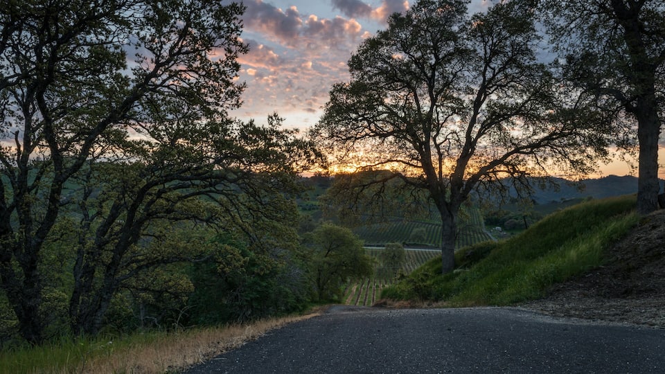 Sunrise at the Vineyard