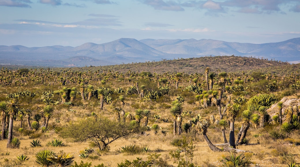 Dry Desert at daylight with cactuses