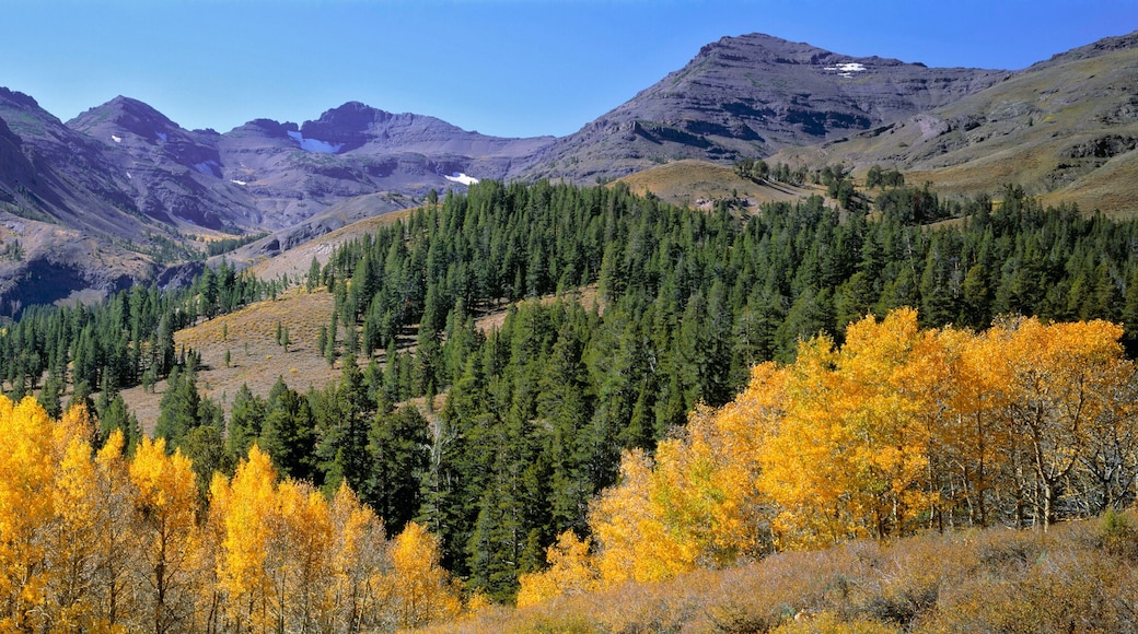 USA, California, Sonora Pass. Golden autumn leaves contrast the deep green of the pines in Sonora Pass, Sierra Nevada, California.