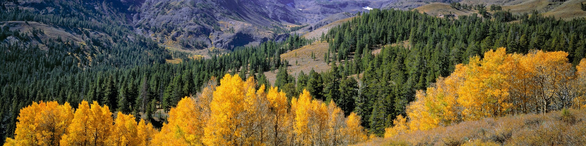 USA, California, Sonora Pass. Golden autumn leaves contrast the deep green of the pines in Sonora Pass, Sierra Nevada, California.