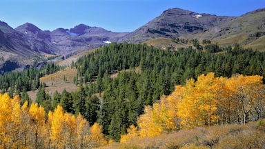 USA, California, Sonora Pass. Golden autumn leaves contrast the deep green of the pines in Sonora Pass, Sierra Nevada, California.