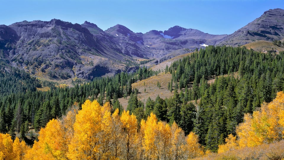 USA, California, Sonora Pass. Golden autumn leaves contrast the deep green of the pines in Sonora Pass, Sierra Nevada, California.