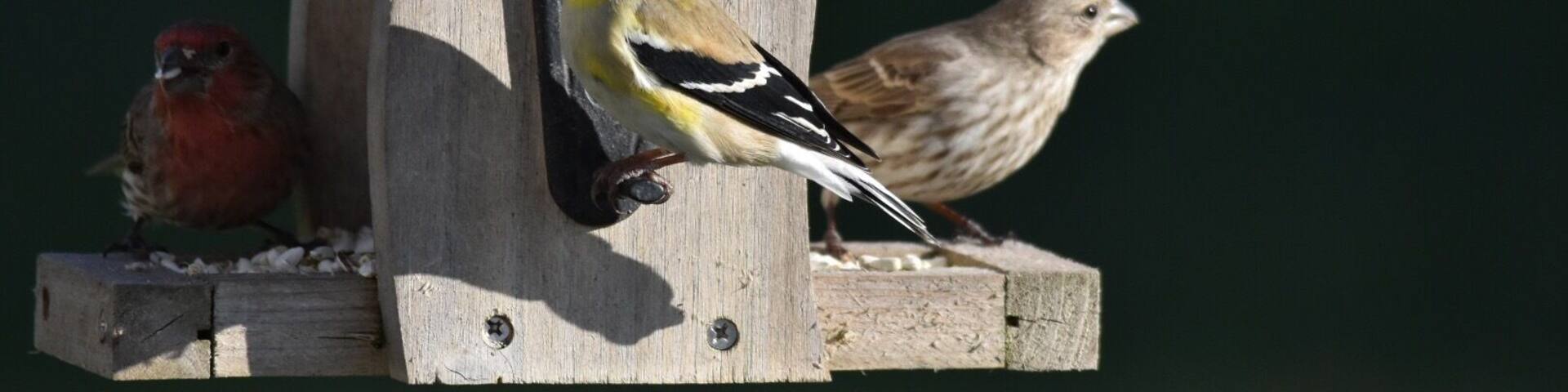 Beautiful American Goldenfinch