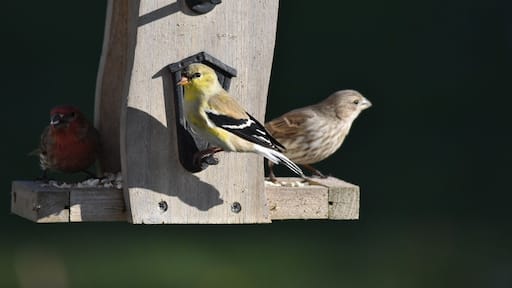 Beautiful American Goldenfinch