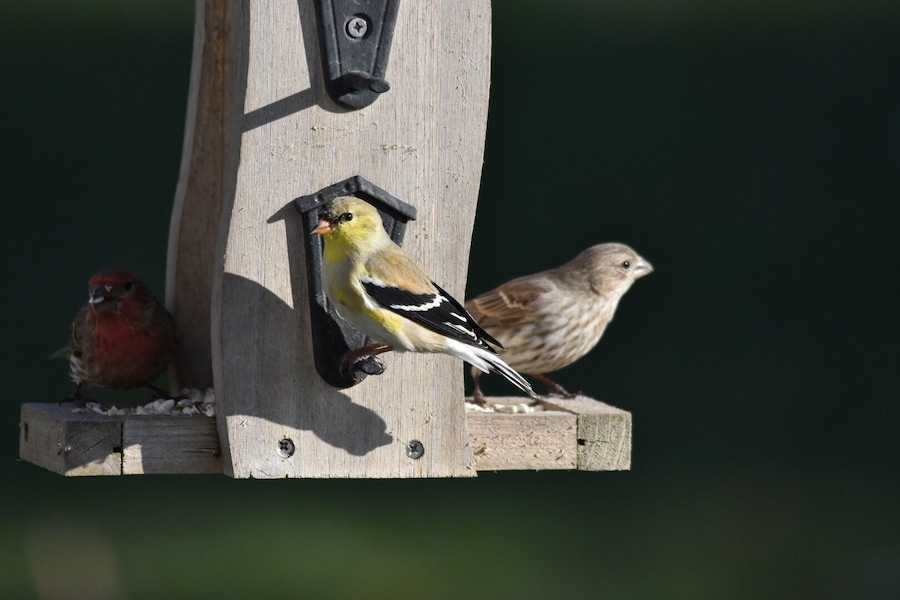 Beautiful American Goldenfinch