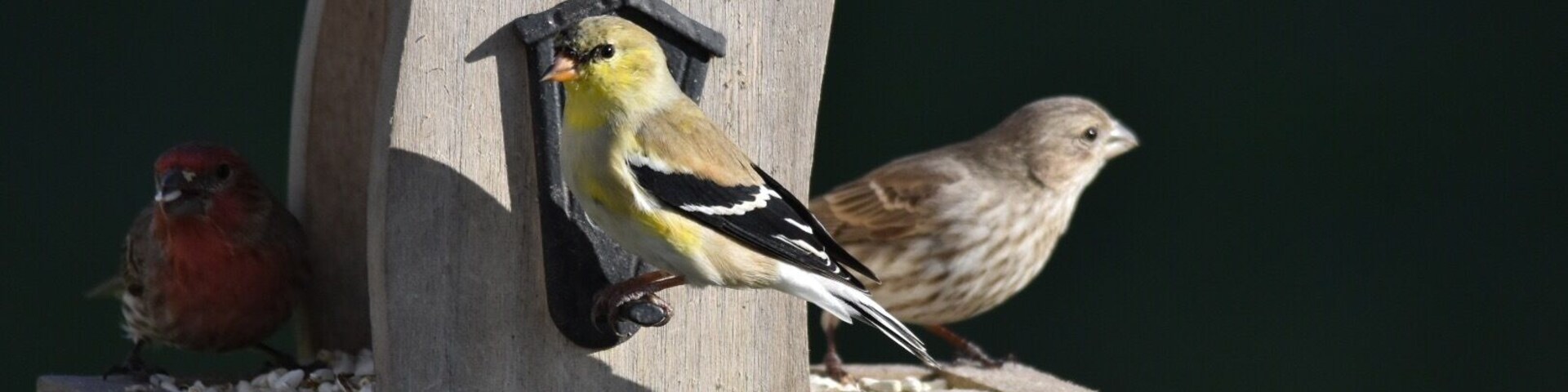 Beautiful American Goldenfinch