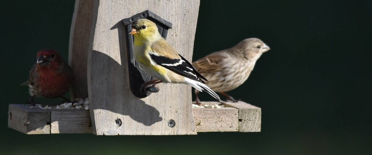 Two birds on a wooden birdhouse with a black metal feeder.