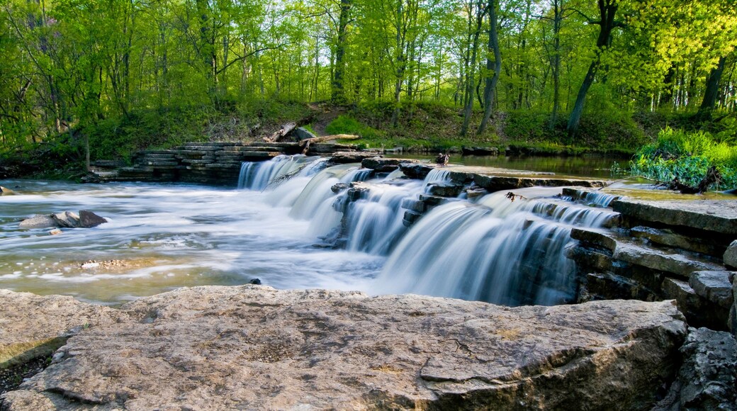 A stream swollen with spring rains spills over a picturesque waterfall in a spring green woodland landscape.