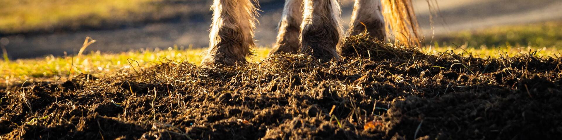 Beautiful white horse at sunset in fron of the farm symbol of freedom