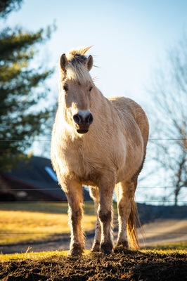Beautiful white horse at sunset in fron of the farm symbol of freedom