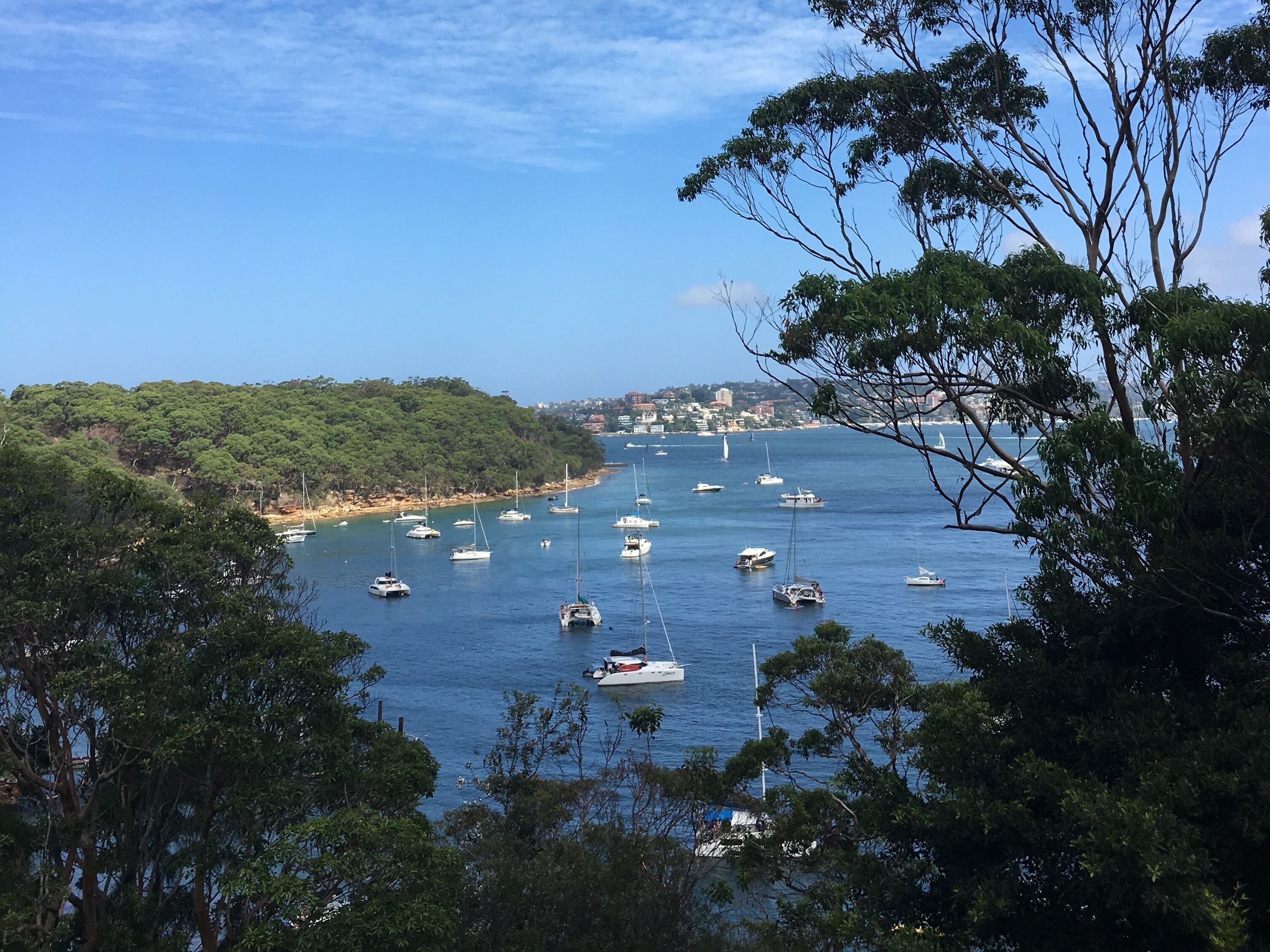 Amazing view from Taronga Zoo #lifeatexpedia