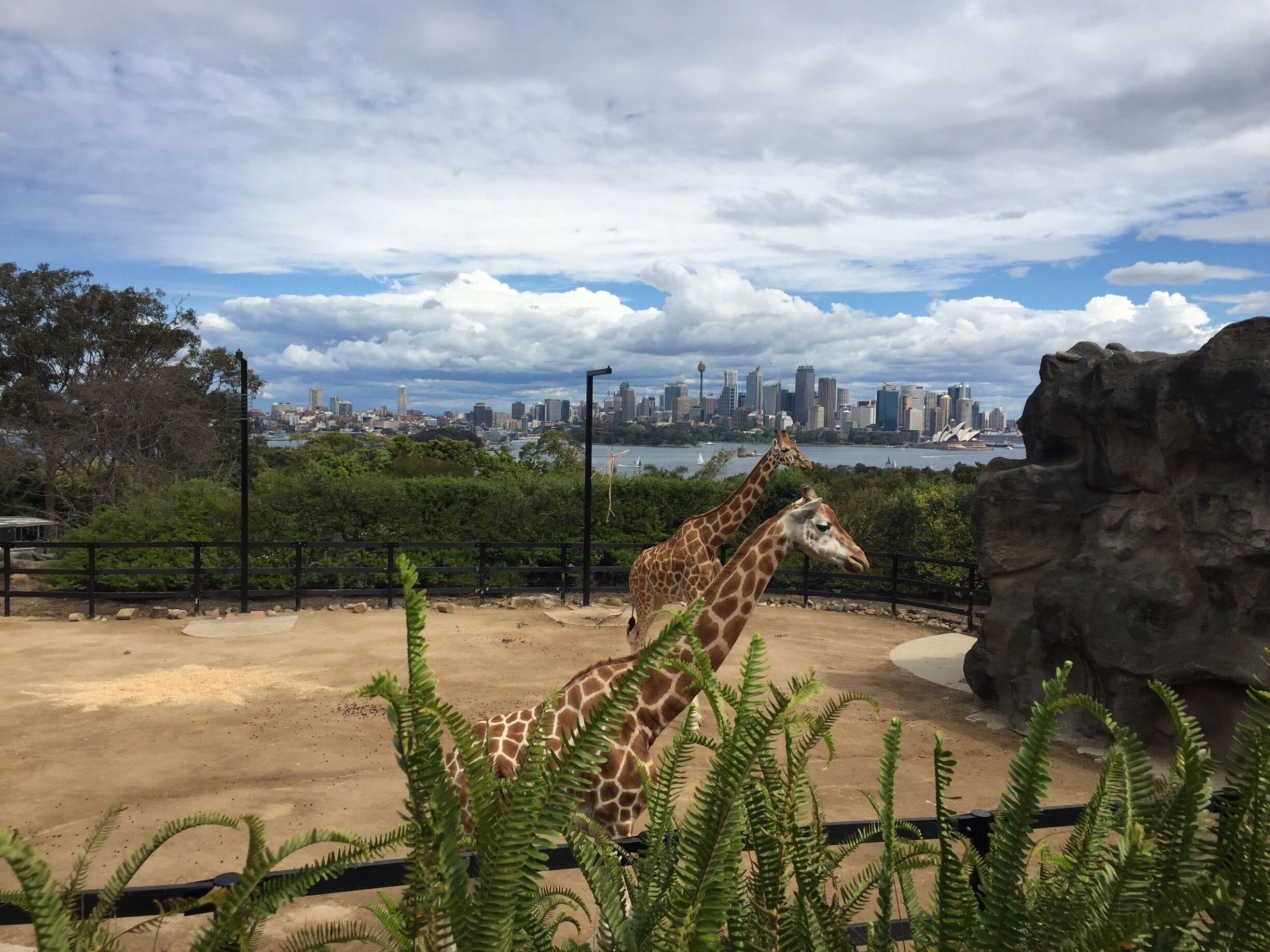 Giraffes at Taronga Zoo. Taken September 2016. #wildlife #nature