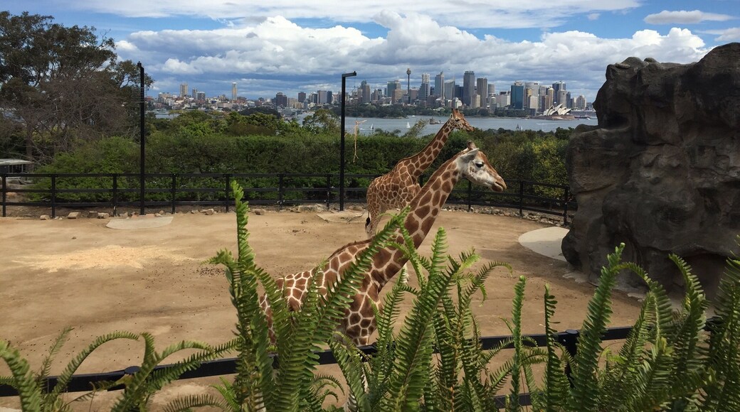 Giraffes at Taronga Zoo. Taken September 2016. #wildlife #nature