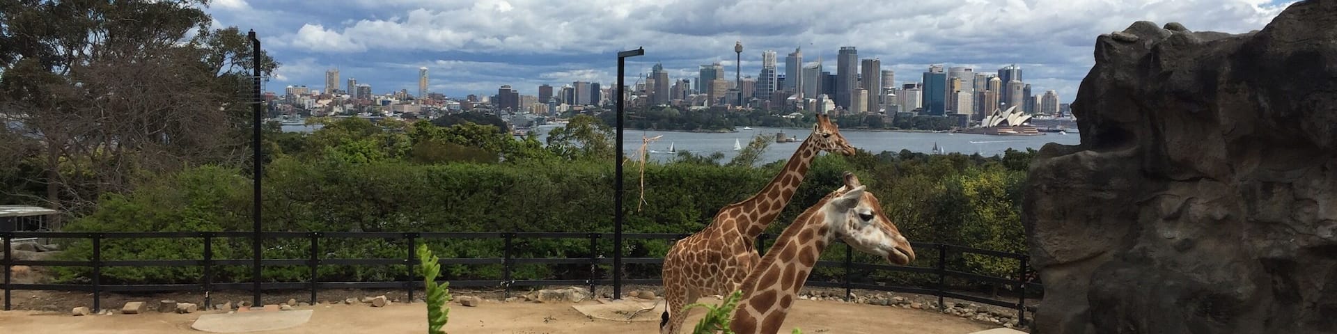 A giraffe enclosure with a city skyline in the background.