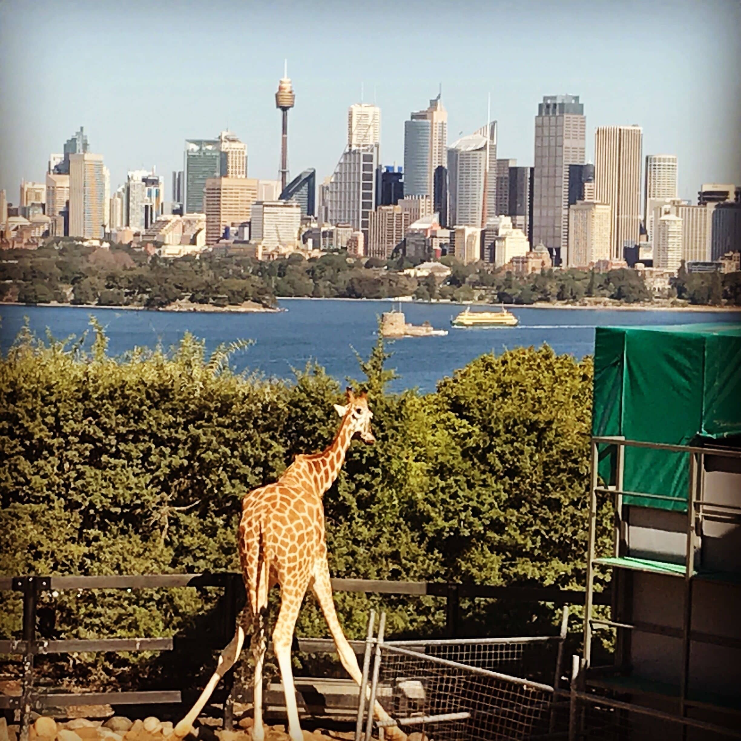 Concejo municipal de Mosman