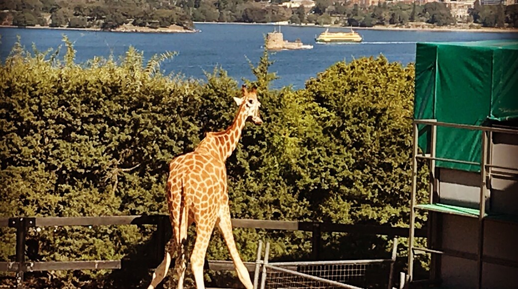 Concejo municipal de Mosman