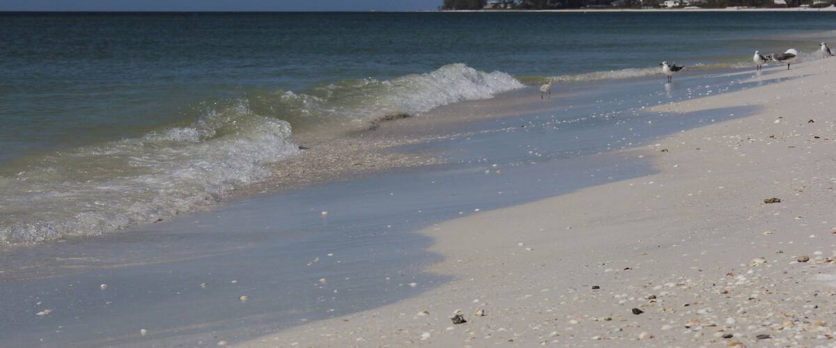 A sandy beach with gentle waves, a clear sky, and a distant shoreline with trees and buildings.