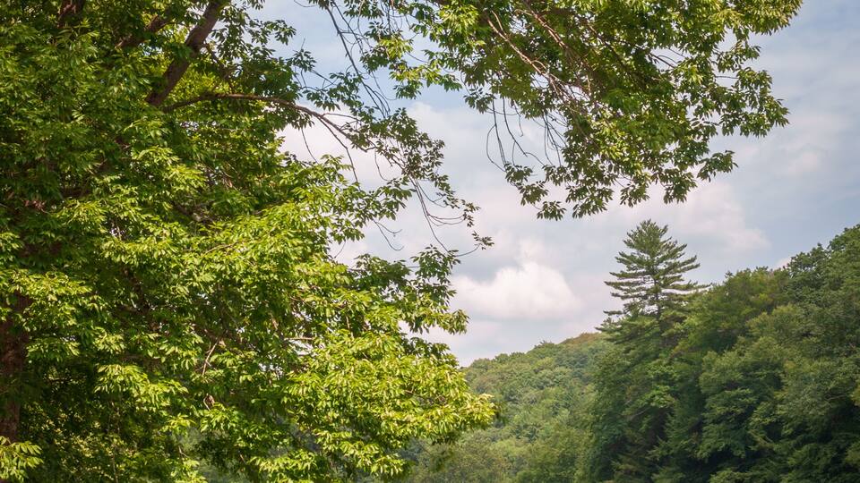 A river surrounded by dense green foliage and a forested hillside.