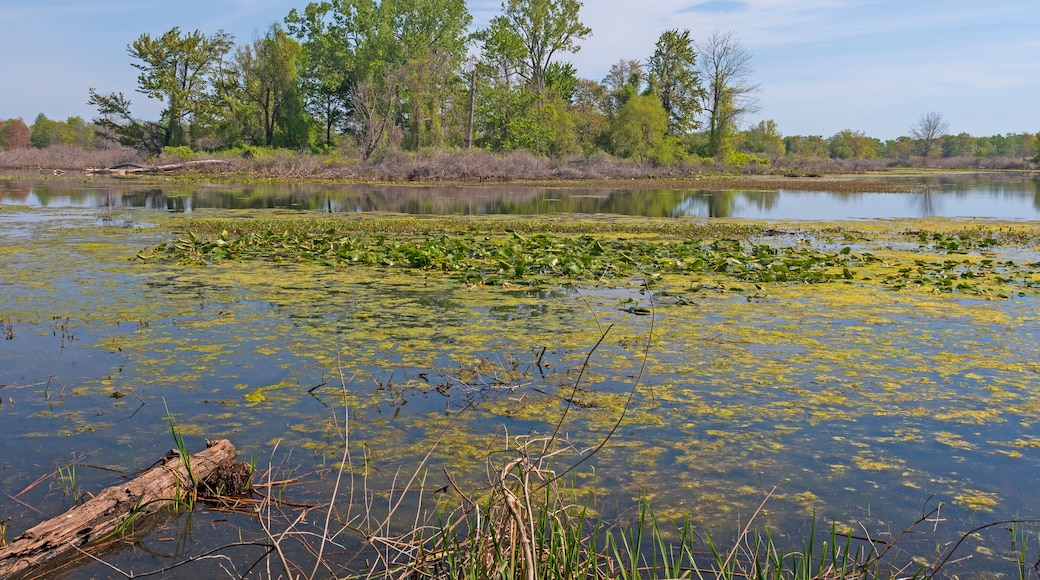 Wetlands in a Great Lakes Peninsula