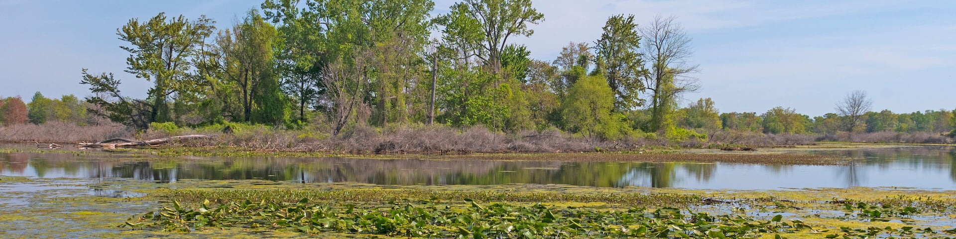 Wetlands in a Great Lakes Peninsula