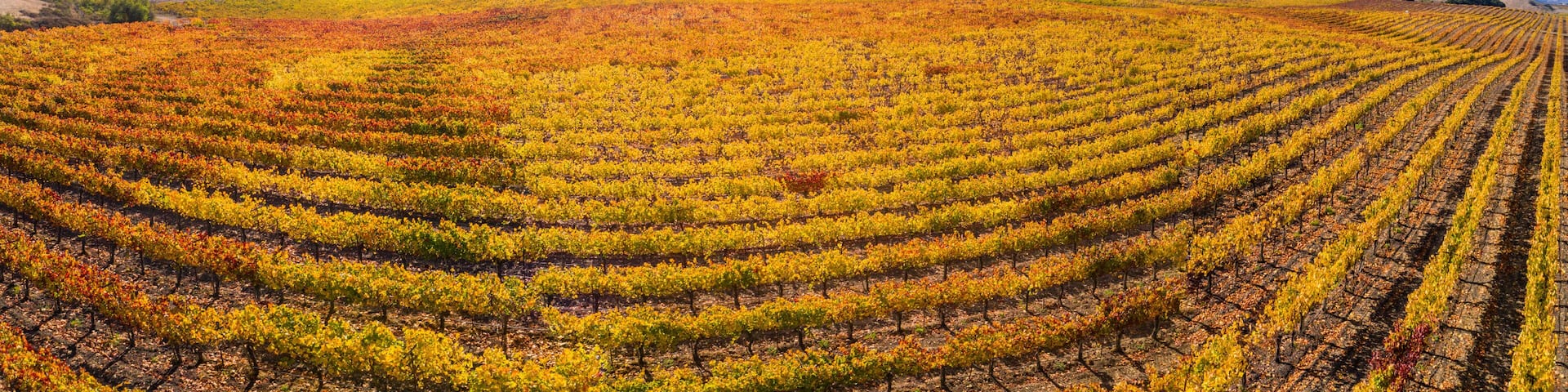 vineyard, Santa Ynez Valley, California