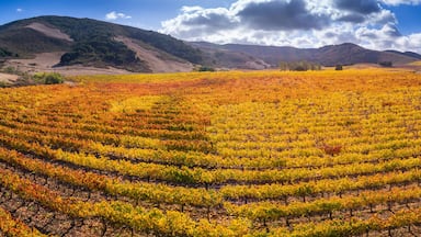 vineyard, Santa Ynez Valley, California