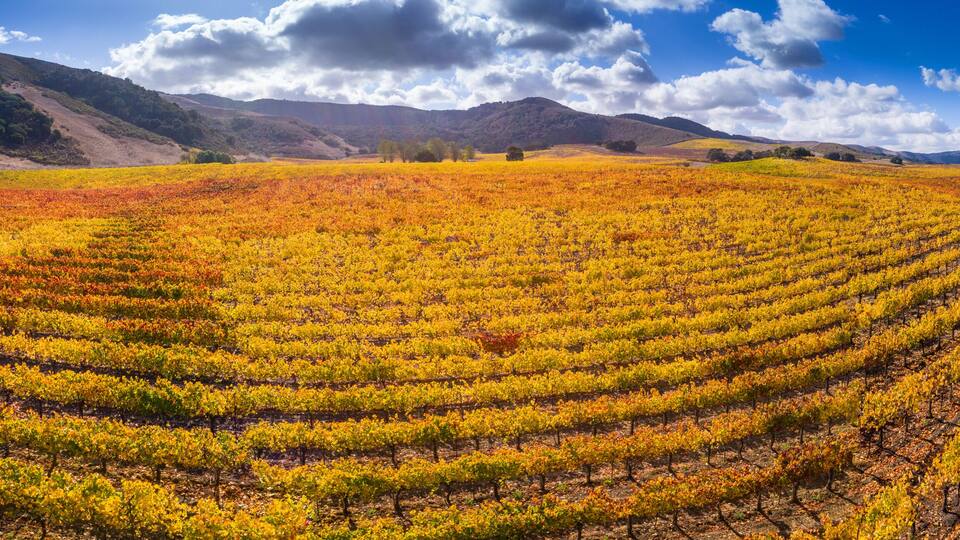 vineyard, Santa Ynez Valley, California