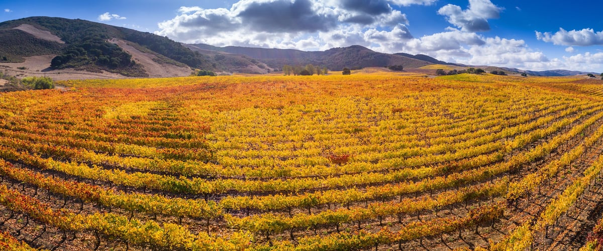 vineyard, Santa Ynez Valley, California