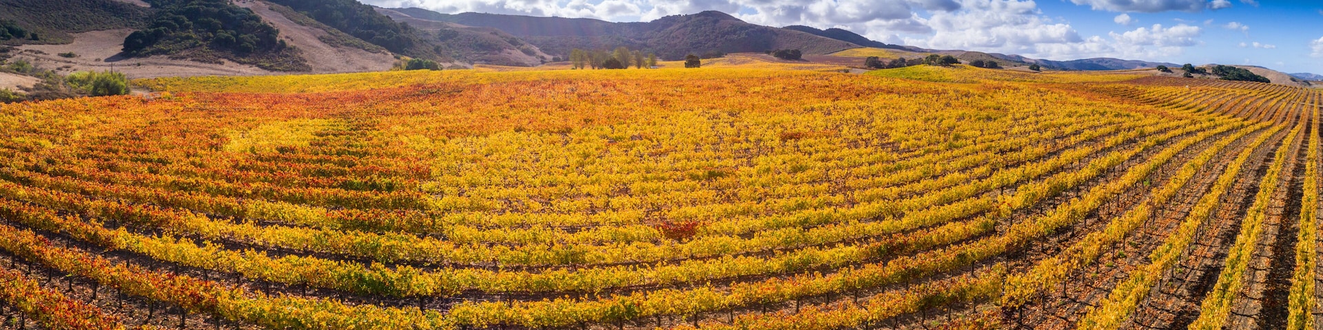 vineyard, Santa Ynez Valley, California