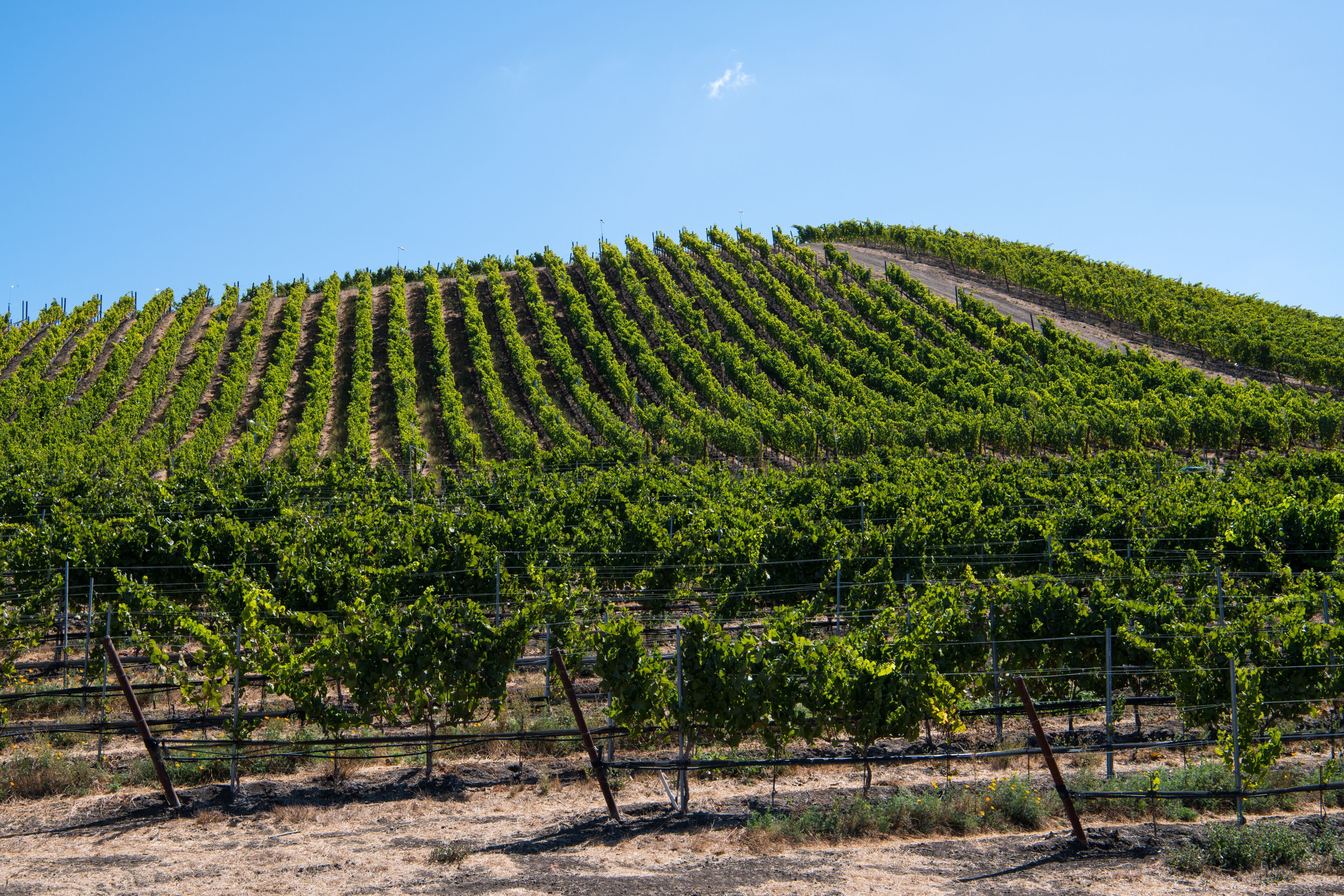 Rows of grapevines curve over a hill in a vineyard under a beautiful blue sky